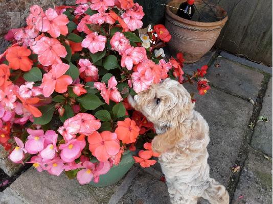 F2 Cockapoo κουτάβια προς πώληση στο Loving Forever Home