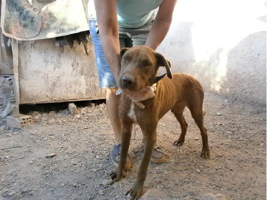 Πρασινοματης Pit-bullακος ημιαιμος χαριζεται