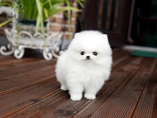 PoulaTo: Καθαρόαιμα Πομεράνιαν κουτάβια προς πώληση.