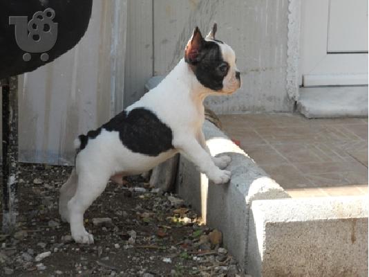 ΓΑΛΛΙΚΑ ΜΠΟΥΛΝΤΟΚ με pedigree