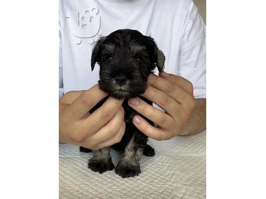Μινιατούρα Schnauzer κουτάβια