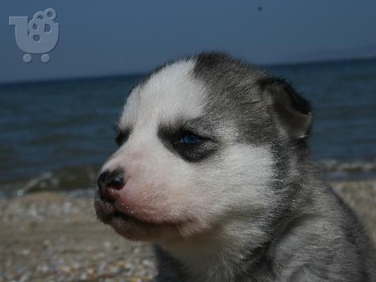 Siberian Husky Original Colour for sale!