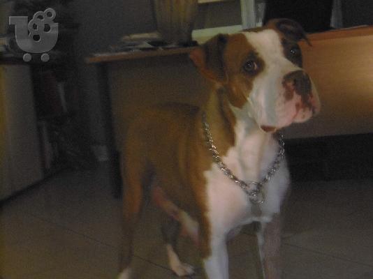 Pitbull rednose koutavia