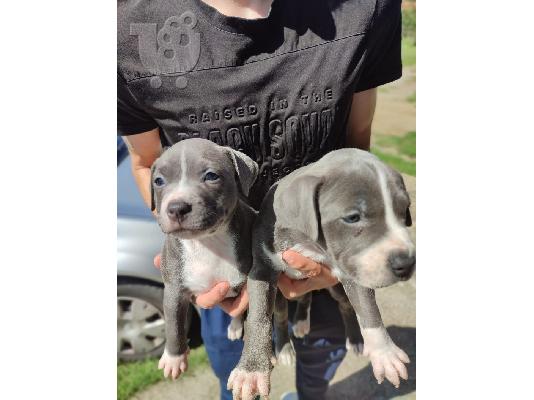 Αμερικανικό PitBull Terrier κουτάβια