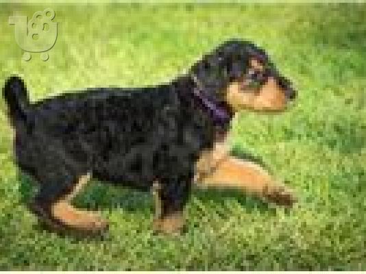 Airedale Terrier