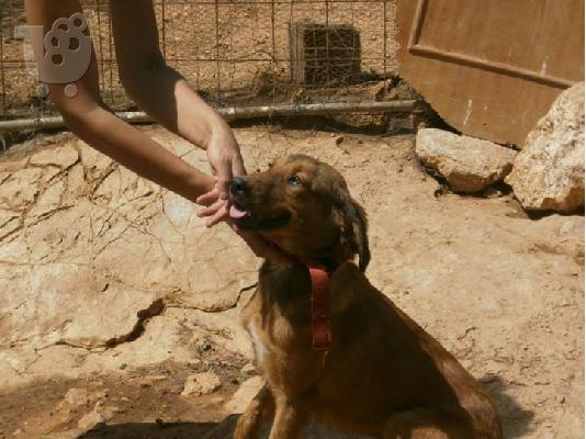 Νεαρη σκυλιτσα χαριζεται