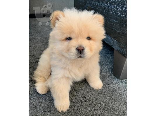 Y υπέροχο chow chow έτοιμο για υιοθέτηση