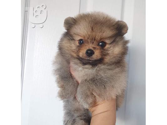 Διαθέσιμα Teacup αρσενικά και θηλυκά κουτάβια Pomeranian προς πώλησ...