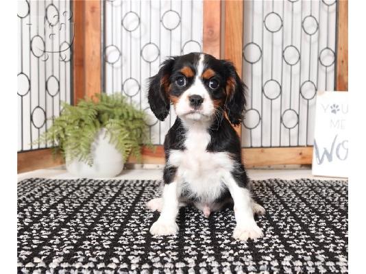 PoulaTo: Όμορφα κουτάβια Cavalier King Charles Spaniel για καλό σπίτι