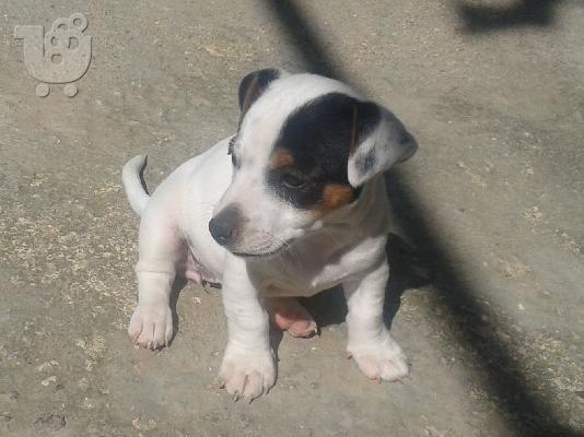 Jack Russel καθαρόαιμα 2 μηνών