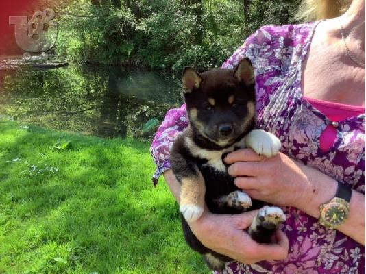 Ιαπωνικά Shiba Inu