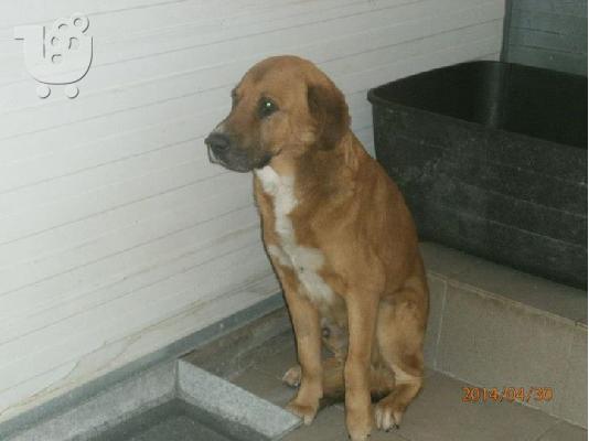 Γνησιος Περαματιωτης σκυλακος για υιοθεσια