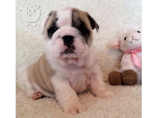 PoulaTo: Μια εξαιρετική κουτάβι British Bulldog,