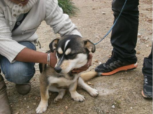 Μικροσωμο σκυλακι χαριζεται