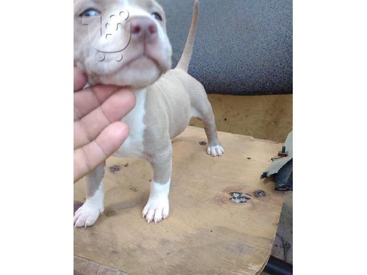 PoulaTo: Αμερικανικό PitBull