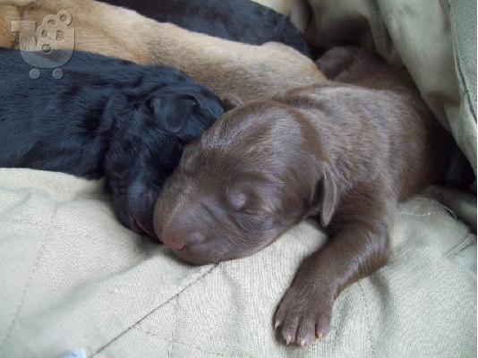 PoulaTo: Νεογεννητα κουταβακια αναζητουν οικογενειες