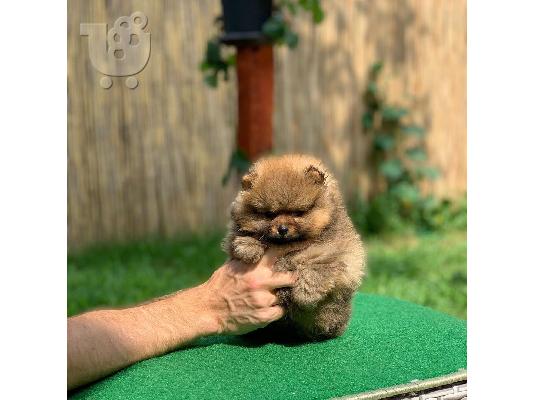 POMERANIAN