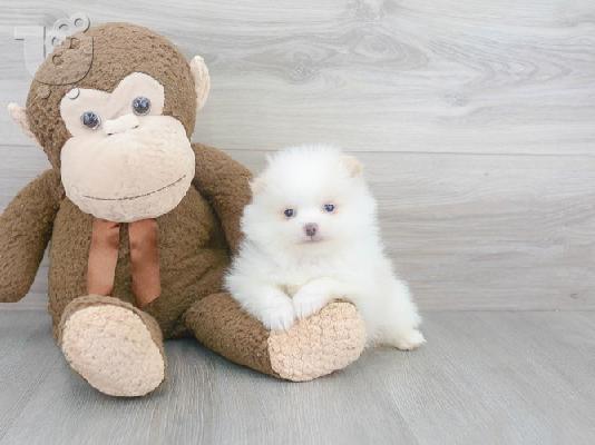 PoulaTo: Γλυκά μικρά κουτάβια Pomeranian