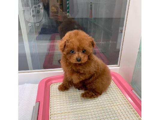 υπέροχο cavapoo έτοιμο για υιοθέτηση.