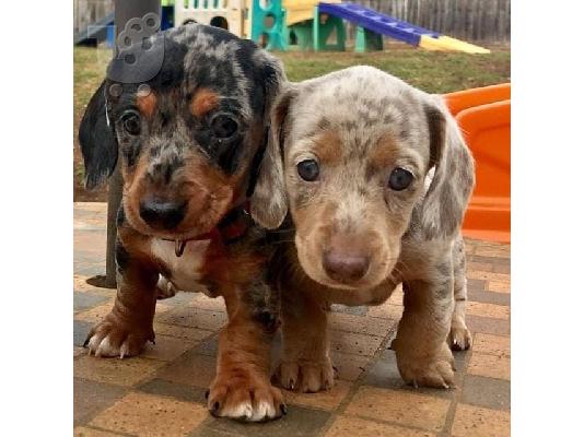 Χριστούγεννα Dachshund