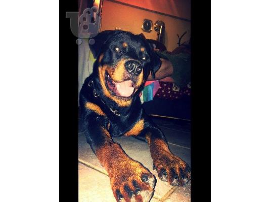 Πωλούνται κουτάβια rottweiler