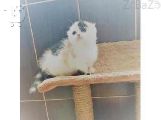 ypérocha skotsézika gatákia pros pólisi