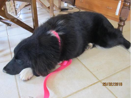 Βorder collie ημιαιμο χαριζεται