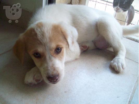 PoulaTo: Κουταβουλα 2μηνων χαριζεται