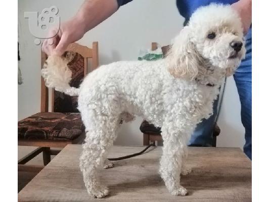 Αγορά poodle παιχνιδιών