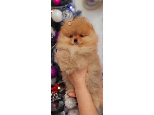 Pomeranian Spitz Boo Κορυφαία Ποιότητα