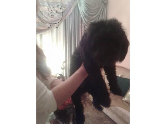 Μικροσωμο σκυλακι χαριζεται