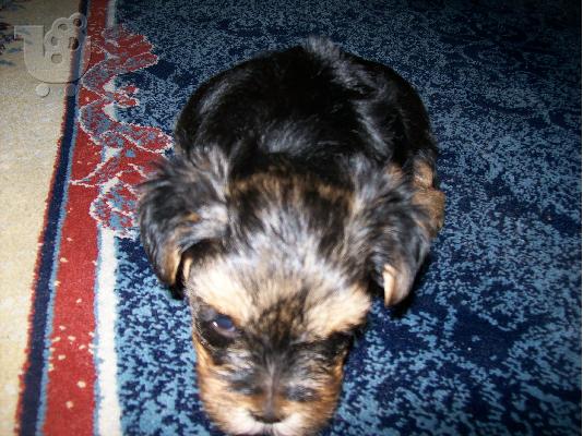 Πωλειται καθαροαιμο κουταβακι yiorkhsire mini