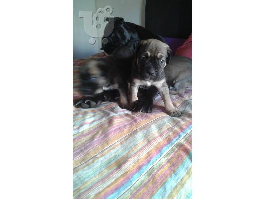 CANE CORSO ITALIKO MASTIF