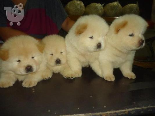 PoulaTo: Κουταβι Τσοου Τσοου