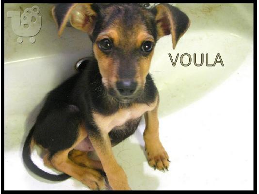 Ημιαιμος Ελληνικός Γκέκας 4 μηνών