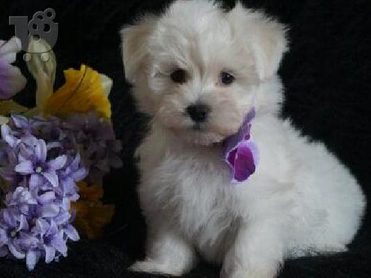 PoulaTo: χαριτωμένο κουτάβι για υιοθεσία Μαλτέζου