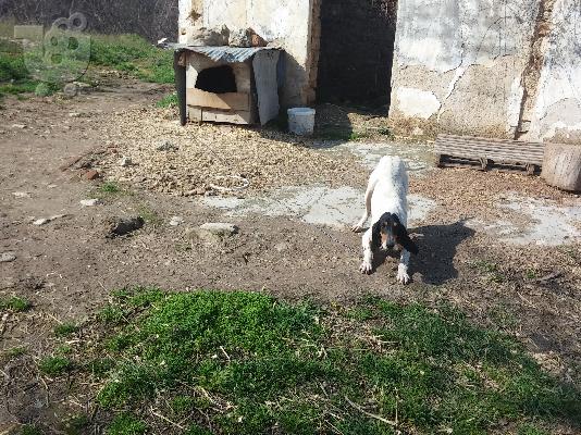 Πωλείται κυνηγητικός σκύλος Αριένγις