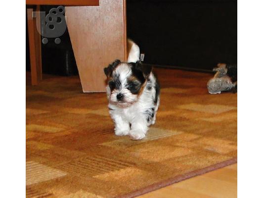 PoulaTo: ΓιορκσάιρΤεριέ 12 εβδομάδων. 2 τελευταία. καθαρόαιμο