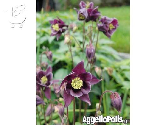 100 Σποροι - Aquilegia vulgaris Christy Barlow