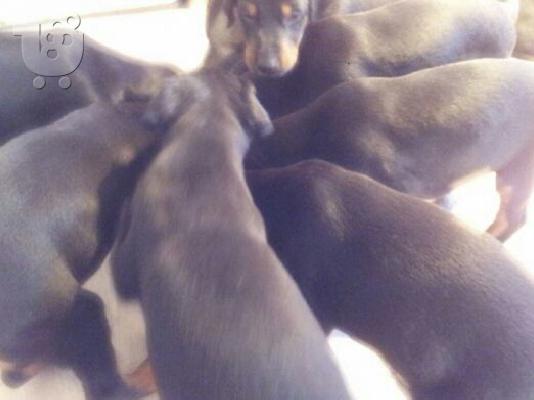 ΝΤΟΜΠΕΡΜΑΝ