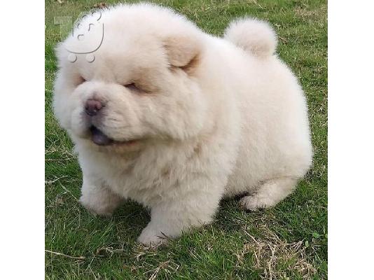 PoulaTo: κουτάβια chow Chow διαθέσιμα.