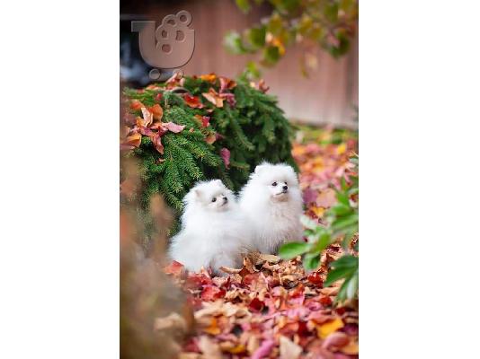 Καταπληκτικά κουτάβια από Pomeranian!