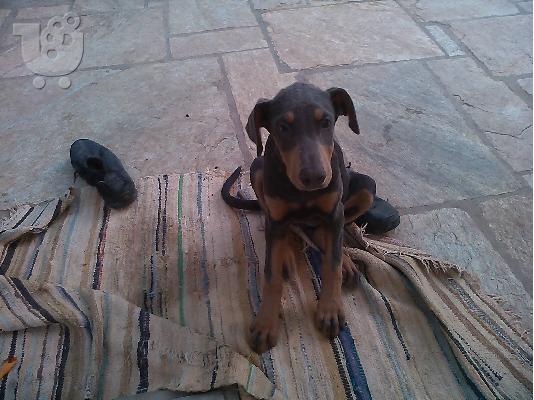 Doberman "Blue"