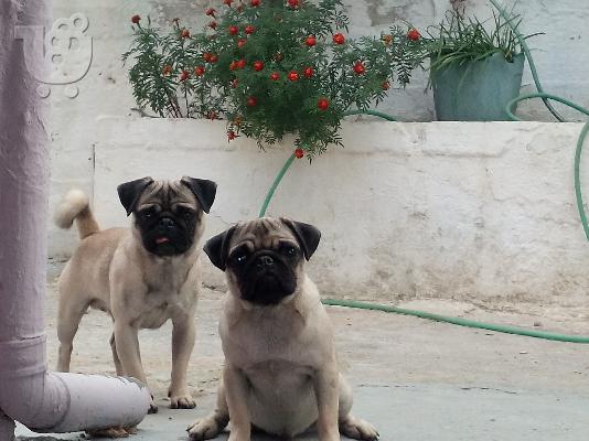pug θηλυκο 11 μηνων κ αρσενικο 2,5 ετων