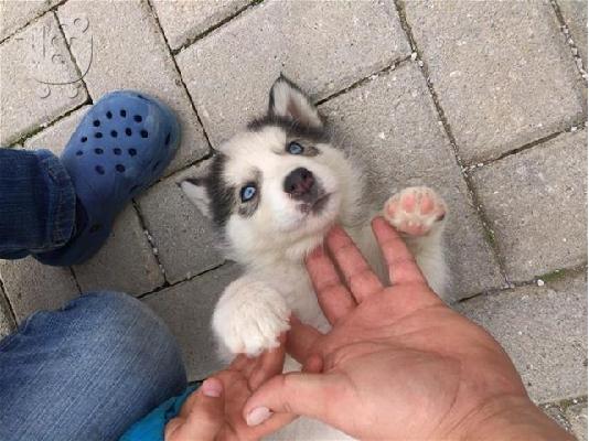Cocker Spaniel Καθαροαιμα κουτάβια ευκαιρία Αθηνα 6988190151...