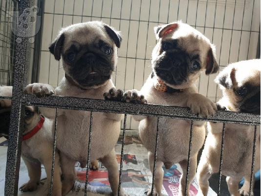 PoulaTo: Όμορφα Pug κουτάβια προς πώληση