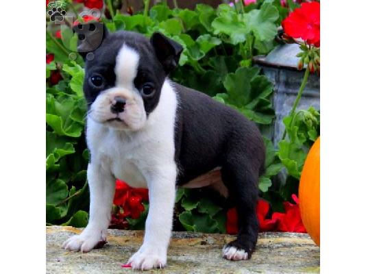 PoulaTo: Super Adorable Boston Terrier κουτάβια