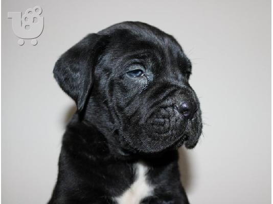 Cane Corso κουτάβια