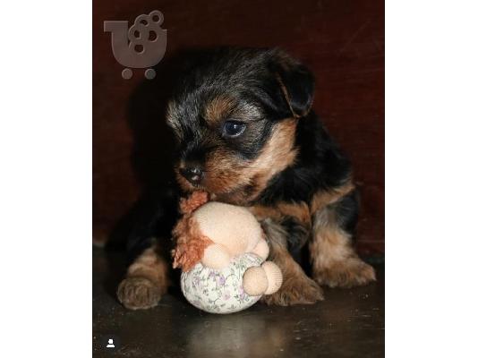 Μικρή Yorkie