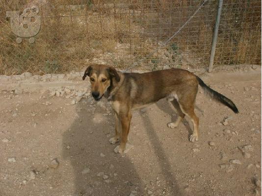 Μεγαλοσωμο σκυλακι χαριζεται
